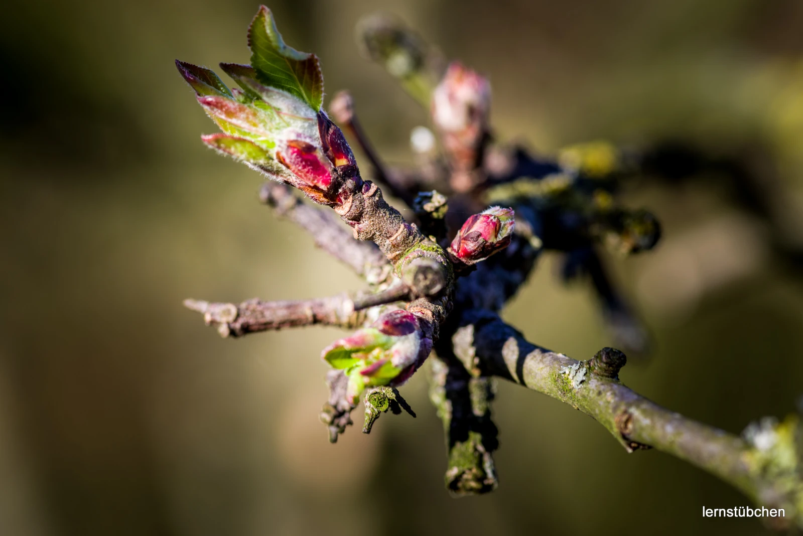 Frühling.jpeg